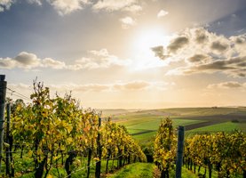 Visites de vignobles