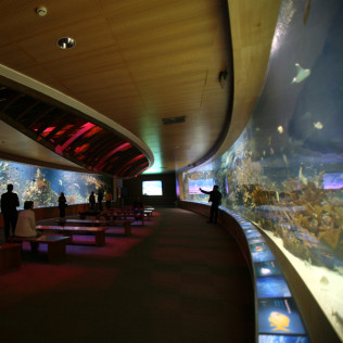 Entrada al Oceanogràfic y al Museo de las Ciencias Príncipe Felipe (Valencia)