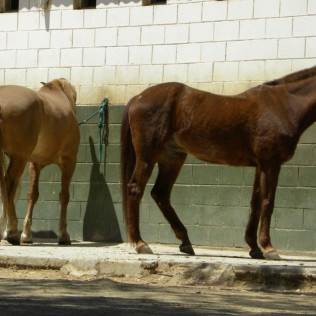 Paseo a Caballo por el Parque Natural de Collserola para dos (Sant Cugat, Barcelona)