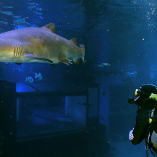 Buceo con Tiburones (Mallorca)