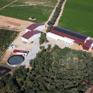 Visita a Bodega y Cata de Vinos con Exclusivas Conservas Gallegas en Bosque de Matasnos (Peñaranda de Duero, Burgos)
