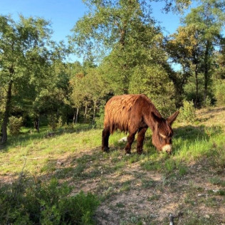 Visita a Bodega y Cata de Vinos con Exclusivas Conservas Gallegas en Bosque de Matasnos (Peñaranda de Duero, Burgos)