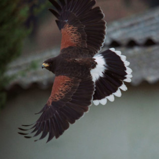 Descubre a las Aves Rapaces y Vuela a un Águila (Guadalajara)