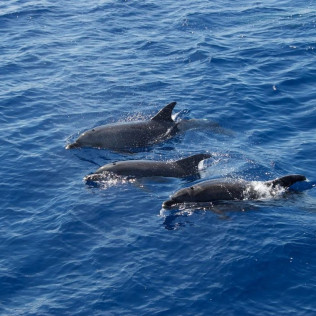Dolphin Watch: Avistamiento de Delfines con Baño (Mallorca)