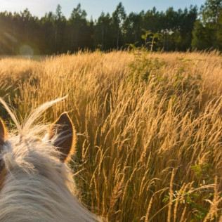 Paseo a Caballo por el Parque Natural de Collserola para dos (Sant Cugat, Barcelona)