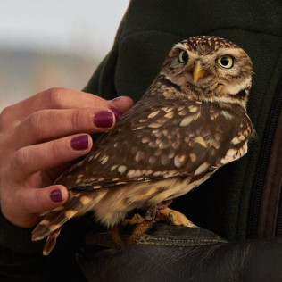 Descubre a las Aves Rapaces y Vuela a un Águila (Guadalajara)