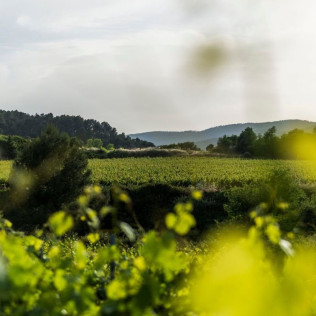 Visita a Celler Kripta y degustación para dos (Sant Sadurní d’Anoia, Barcelona)