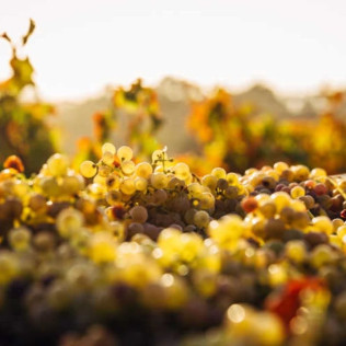 Escapada al Vilosell Wine Hotel con visita al Celler Tomàs Cusiné (Lleida)