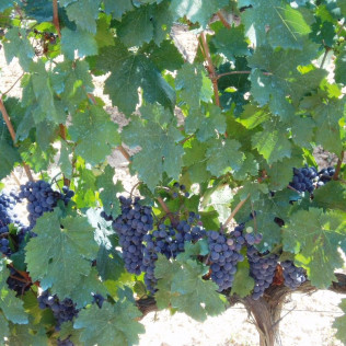 Visita Guiada por Bodega Baronia de Vilademuls y Cata de Vinos para dos (Parets d’Empordà, Girona)