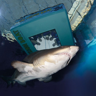 Buceo con Tiburones (Mallorca)