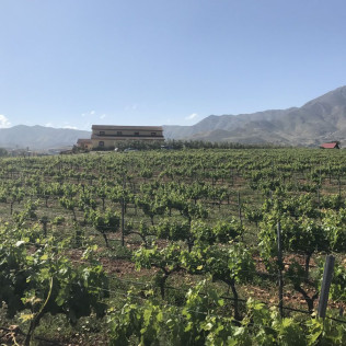 Visita a Bodegas Perfer con Cata de Vinos y Aperitivo para dos (Uleila del Campo, Almería)