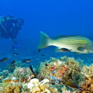 Discover Scuba Diving: Bautismo de Buceo (Las Negras, Almería)