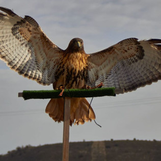 Descubre a las Aves Rapaces y Vuela a un Águila (Guadalajara)