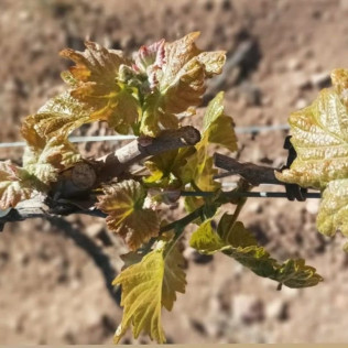 Visita a Bodegues Visendra con Cata de Vinos y Aperitivo para dos (Les Pobles, Tarragona)