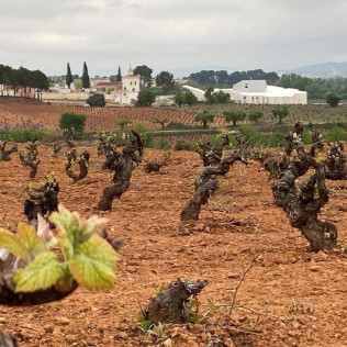 Visita a Bodega Raíces Ibéricas y Cata de Vinos para dos en Finca Calderón (Requena, Valencia)