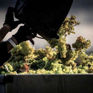 Visita a Celler Kripta y degustación para dos (Sant Sadurní d’Anoia, Barcelona)