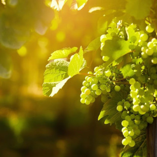 Visita a Celler Kripta y degustación para dos (Sant Sadurní d’Anoia, Barcelona)