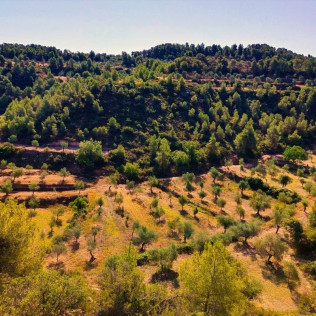Visita Guiada, Cata de Aceites y Aperitivo Entre Olivos (Cervià de les Garrigues, Lleida)