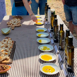 Visita Guiada, Cata de Aceites y Aperitivo Entre Olivos (Cervià de les Garrigues, Lleida)