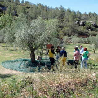Visita Guiada, Cata de Aceites y Aperitivo Entre Olivos (Cervià de les Garrigues, Lleida)