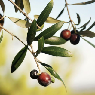 Visita Guiada, Cata de Aceites y Aperitivo Entre Olivos (Cervià de les Garrigues, Lleida)