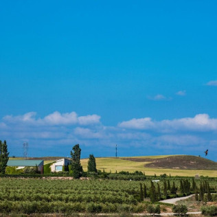 Visita Guiada y Cata en Aceites Artajo (Fontellas, Navarra)