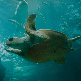 Entradas para el Acuario de Gijón (Asturias)