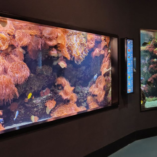 Entradas para el Acuario de Gijón (Asturias)