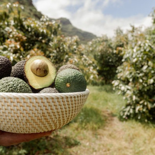 Visita a Finca de Aguacate con Almuerzo Canario en Tahodio Avocado Experience (Tahodio, Santa Cruz de Tenerife)