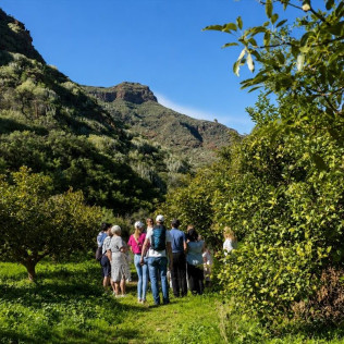 Visita a Finca de Aguacate con Almuerzo Canario en Tahodio Avocado Experience (Tahodio, Santa Cruz de Tenerife)
