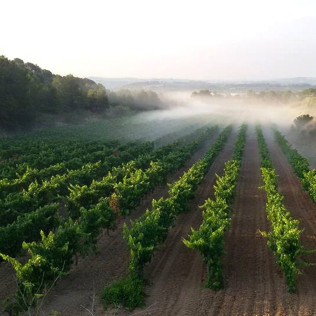 Escapada Enológica: Noche con Spa y Comida en Hotel Dolce by Wyndham 4* Sup y Visita a Bodega y Cata de Vino para dos (Barcelona)