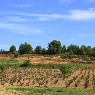 Escapada Enológica: Noche con Spa y Comida en Hotel Dolce by Wyndham 4* Sup y Visita a Bodega y Cata de Vino para dos (Barcelona)