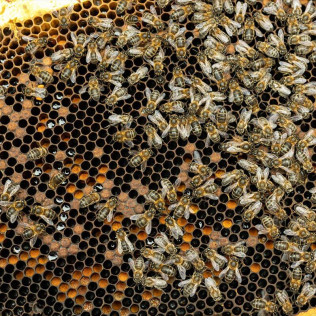 Experiencia de Apicultura en Campomiel - La Mielería (Ventosa, La Rioja)