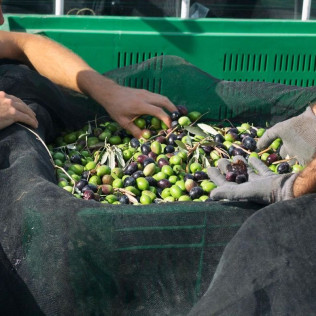 Taller de Apicultura con Cata de 3 Vinos y Degustación de Vino con Miel, AOVE Ecológico y Mieles Ecológicas para dos (Bullas, Murcia)