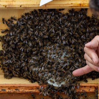 Taller de Apicultura con Cata de 3 Vinos y Degustación de Vino con Miel, AOVE Ecológico y Mieles Ecológicas para dos (Bullas, Murcia)