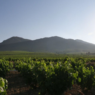 Taller de Apicultura con Cata de 3 Vinos y Degustación de Vino con Miel, AOVE Ecológico y Mieles Ecológicas para dos (Bullas, Murcia)