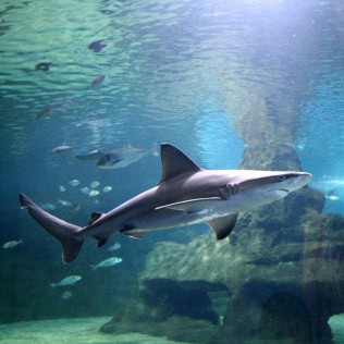 Entrada al Aquarium Costa de Almería (Roquetas de Mar, Almería)