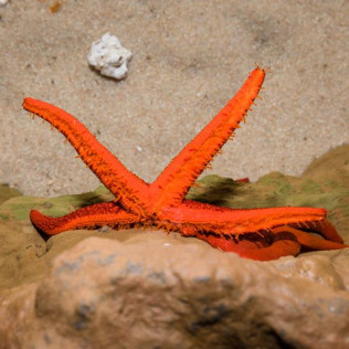Entrada al Aquarium Costa de Almería (Roquetas de Mar, Almería)