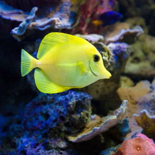 Entrada al Aquarium Costa de Almería (Roquetas de Mar, Almería)