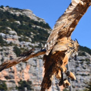 Exhibición de Vuelo de Aves Rapaces (Lleida)