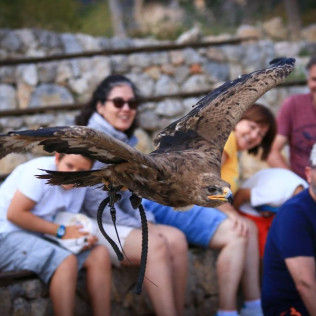 Exhibición de Vuelo de Aves Rapaces (Lleida)