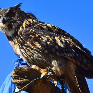 Exhibición de Vuelo de Aves Rapaces (Lleida)