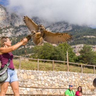 Exhibición de Vuelo de Aves Rapaces (Lleida)