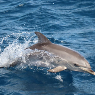 Tour de Avistamiento de Cetáceos para ver Delfines y Ballenas (Morro Jable, Fuerteventura)