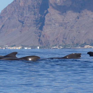 Excursión en Barco con Avistamiento de Cetáceos (La Gomera)