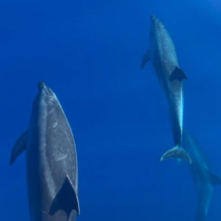 Excursión en Barco con Avistamiento de Cetáceos (La Gomera)