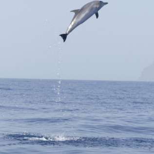 Excursión en Barco con Avistamiento de Cetáceos (La Gomera)