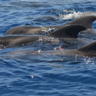 Whale Express: Avistamiento de Cetáceos (Tenerife)