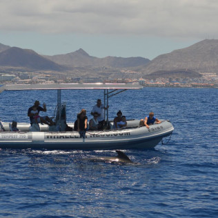 Whale Express: Avistamiento de Cetáceos (Tenerife)