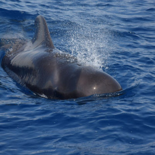 Whale Express: Avistamiento de Cetáceos (Tenerife)